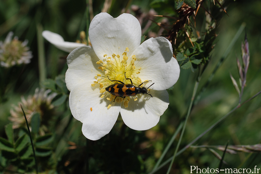 Mylabris variabilis